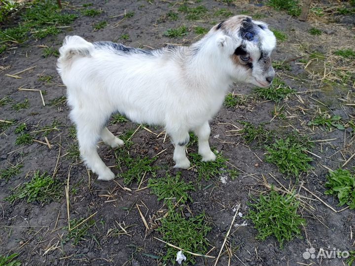 Козлята ламанча