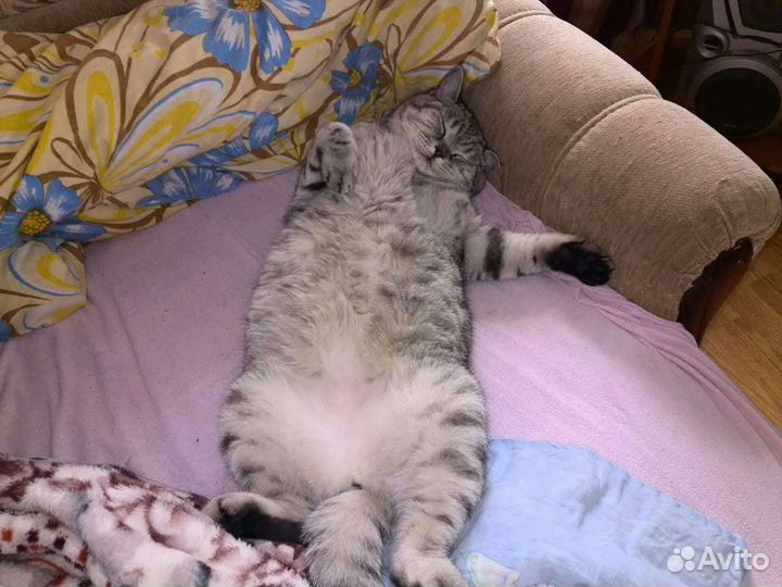 Шотландский кот