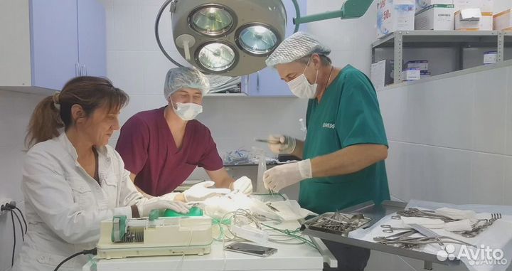 Ветеринарный врач выезд на дом