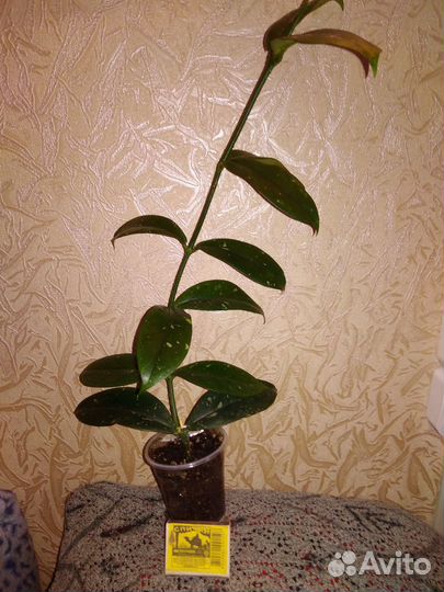 Хойя Лакуноза перангин, и другие хойи