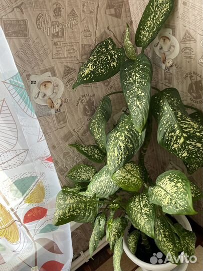 Сансевиерия