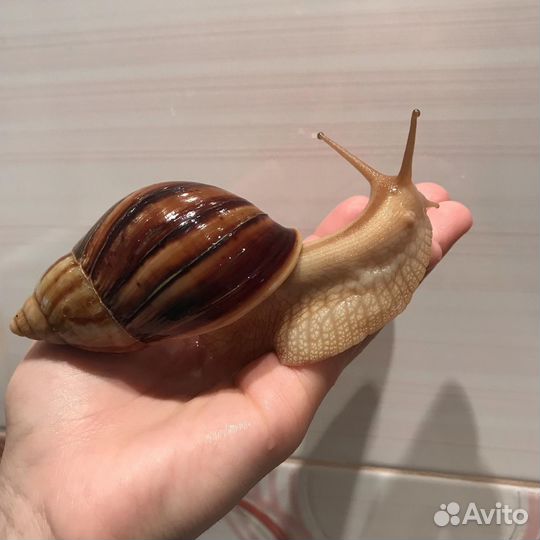 Отдам улиток Ахатин