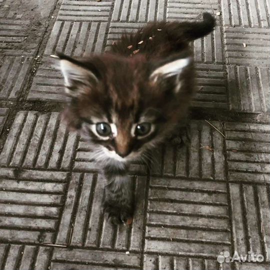 Дворянская