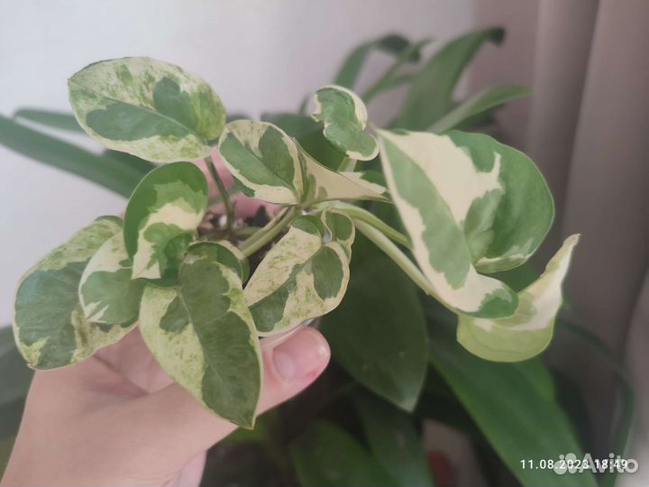 Эпипремнумы