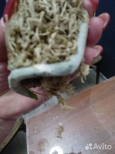 Орхидея фаленопсис Тинкербель детка