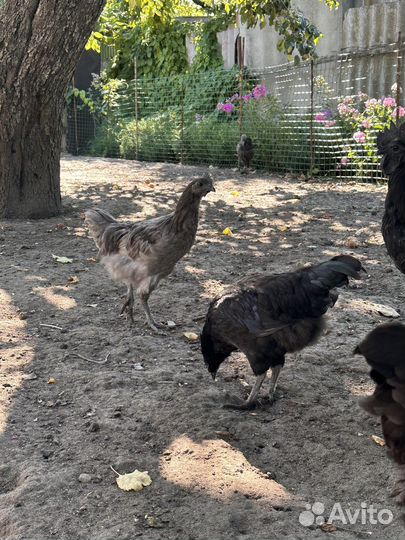 Молодые петухи