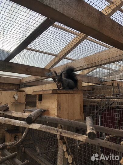 Манчжурская белка и бельчата