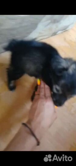 Щенок. девочка 2м. будет маленькая.Лабинск