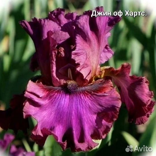 Ирисы бородатые