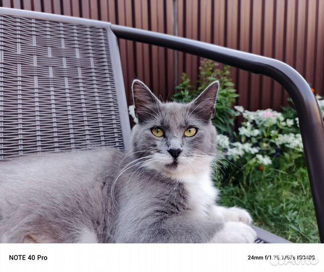 Кошечка ищет хозяйку