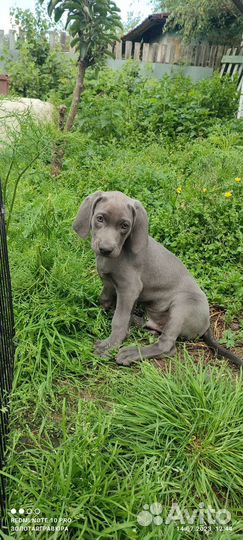 Синий призрак