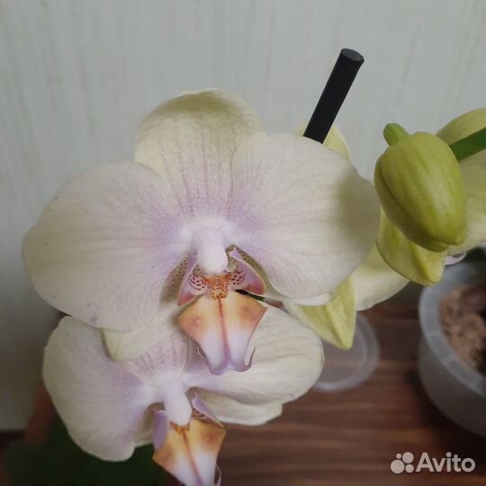 Орхидея фаленопсис