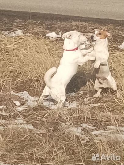 Вязка джек рассел терьер