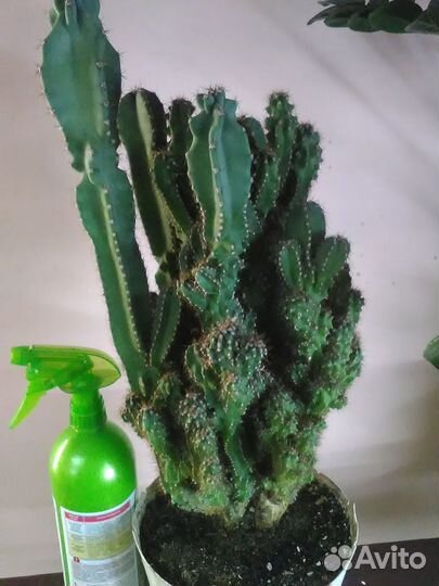 Комнатные растения