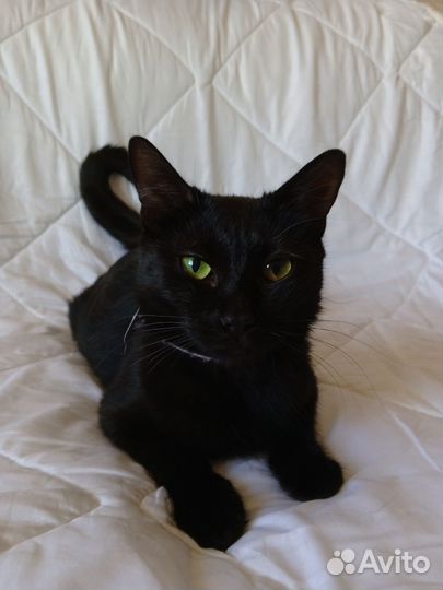 Кошечка Ласка