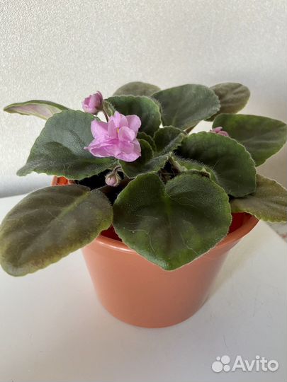 Фиалка цветущая в горшке