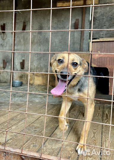 Собака в добрые руки