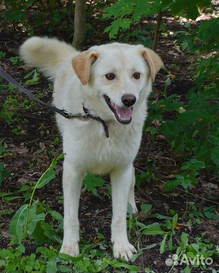 Белоснежный пес