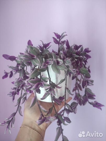 Традесканция Нанук