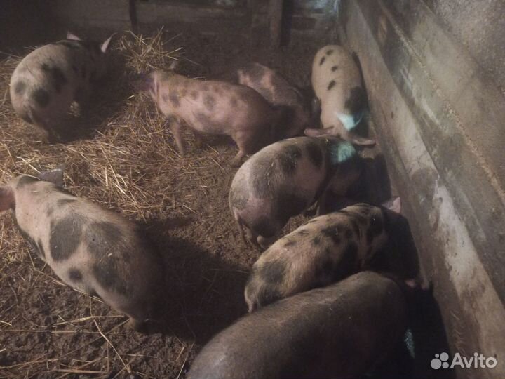 Продаю подрощенных свинок