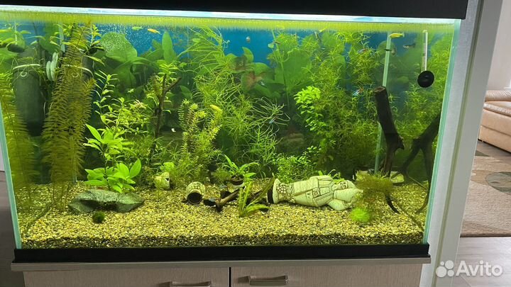 Аквариумное растение