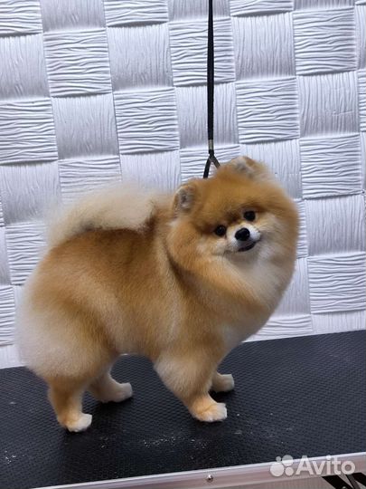 Стрижка собак