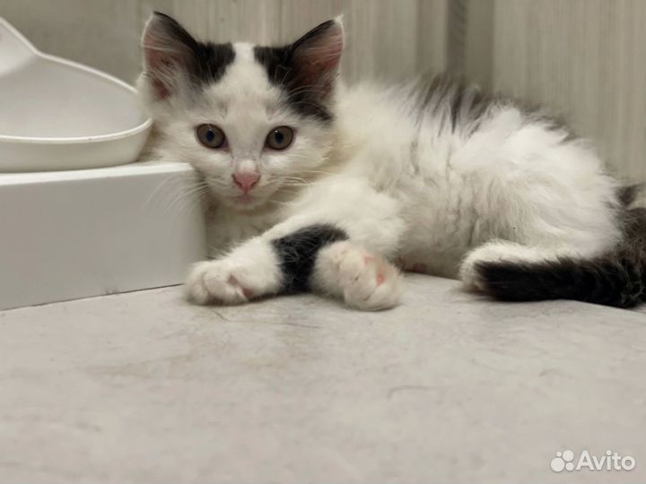 Котенок