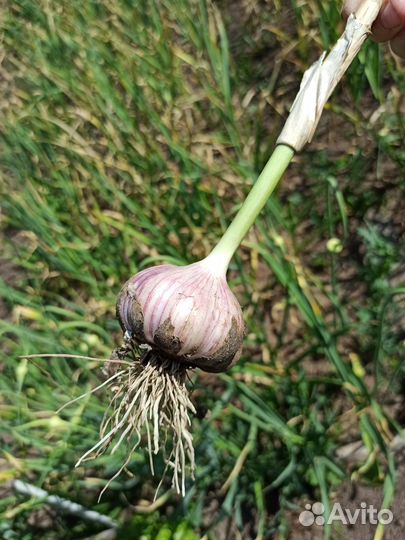 Озимый чеснок