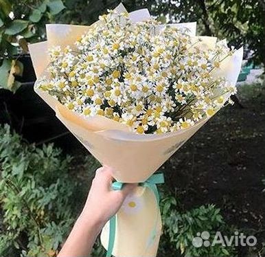 Цветы ромашки