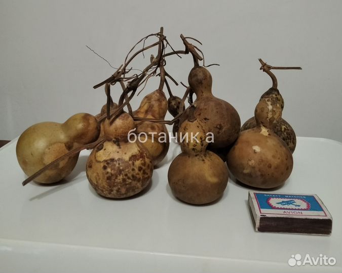 Лагенария мини