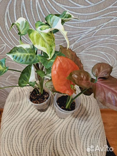 Сингониум орм нак