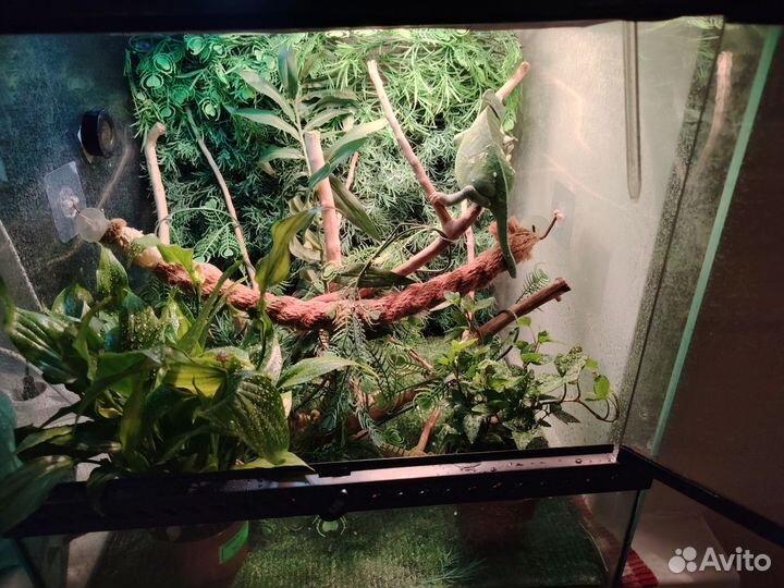 Рептилии хамелион