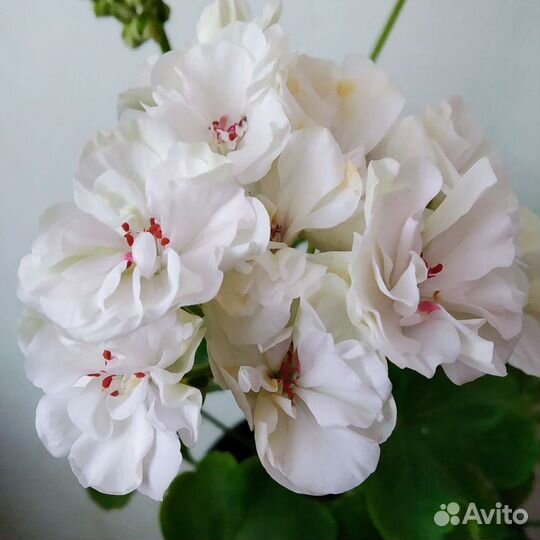 Пеларгония герань куст цветуший