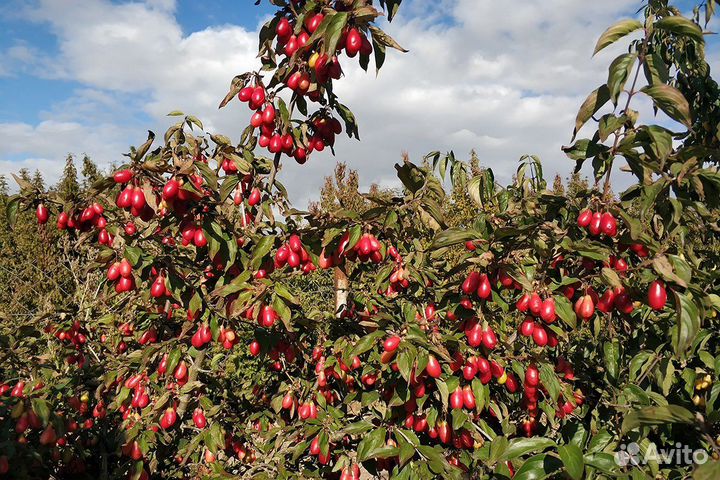 Саженцы Кизила Семён доставка