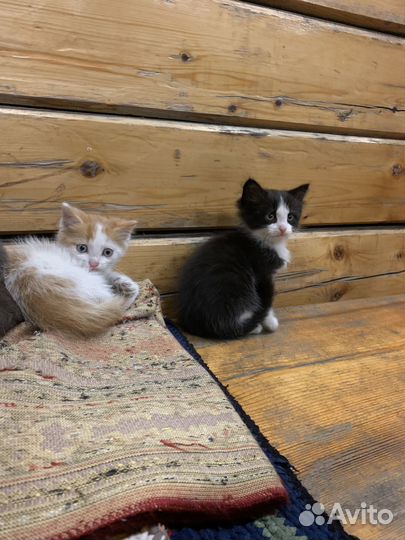 Котята мама красивая британка