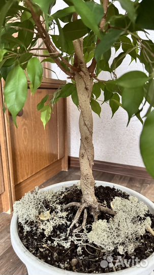 Фикус бенджамина большой