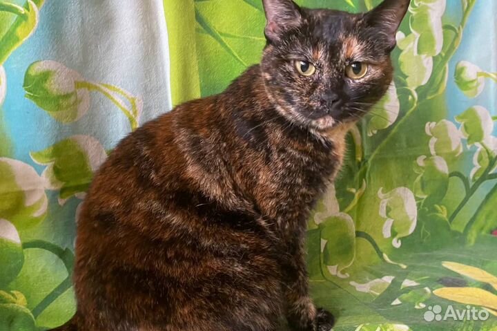 В добрые руки