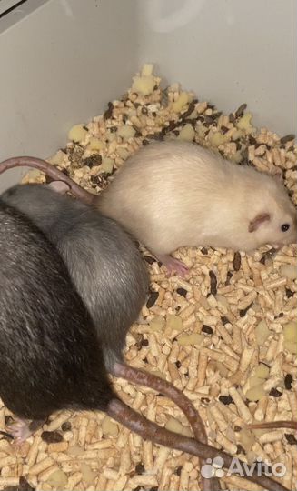 Крыса дамбо