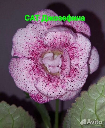 Глоксиния махровая. Листы, клубни, детки