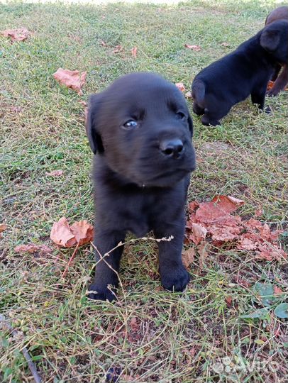 Щенки лабрадора