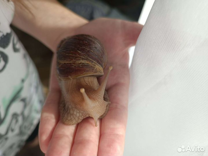 Улитки ахатины