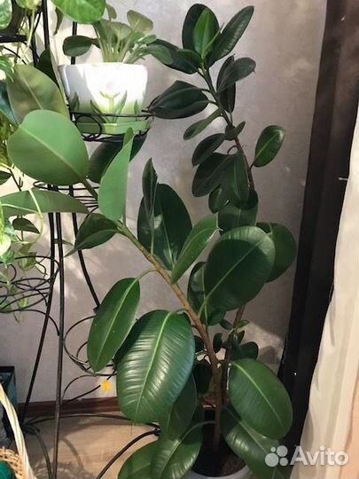 Фикус каучуконосный большой