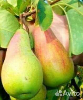 Черенки. Летняя прививка плодовых