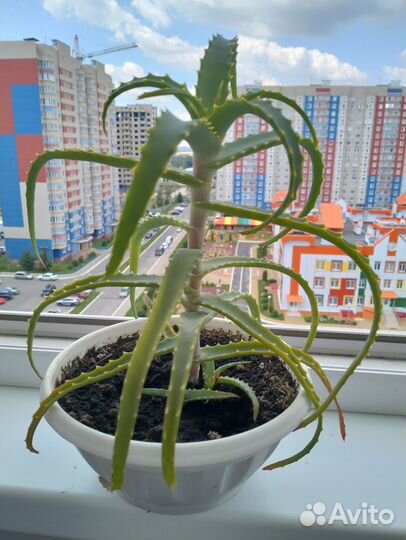 Цветок алое