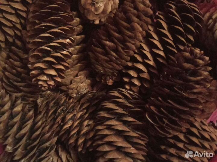 Шишки еловые для поделок, сувениров