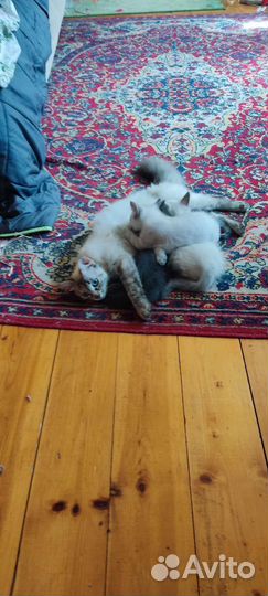 Предлагаю котят