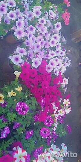Рассада цветов мелкий опт, розница
