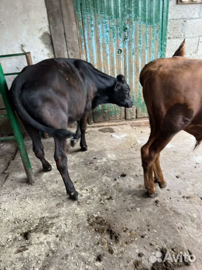 Телята бычки