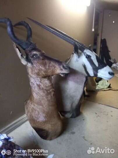 Чучела африканских животных