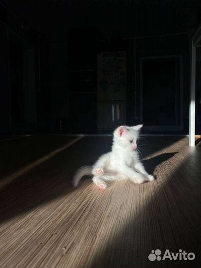 Котенок в дар бесплатно